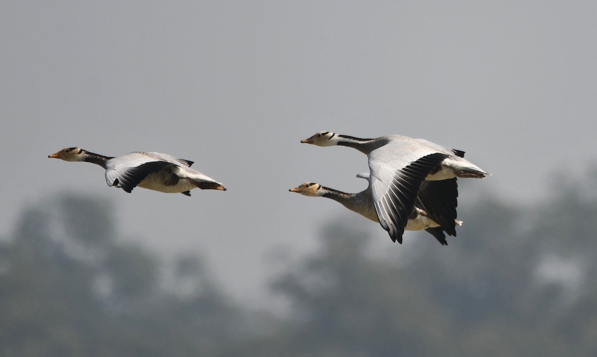 Bar-headed Goose - ML620737059