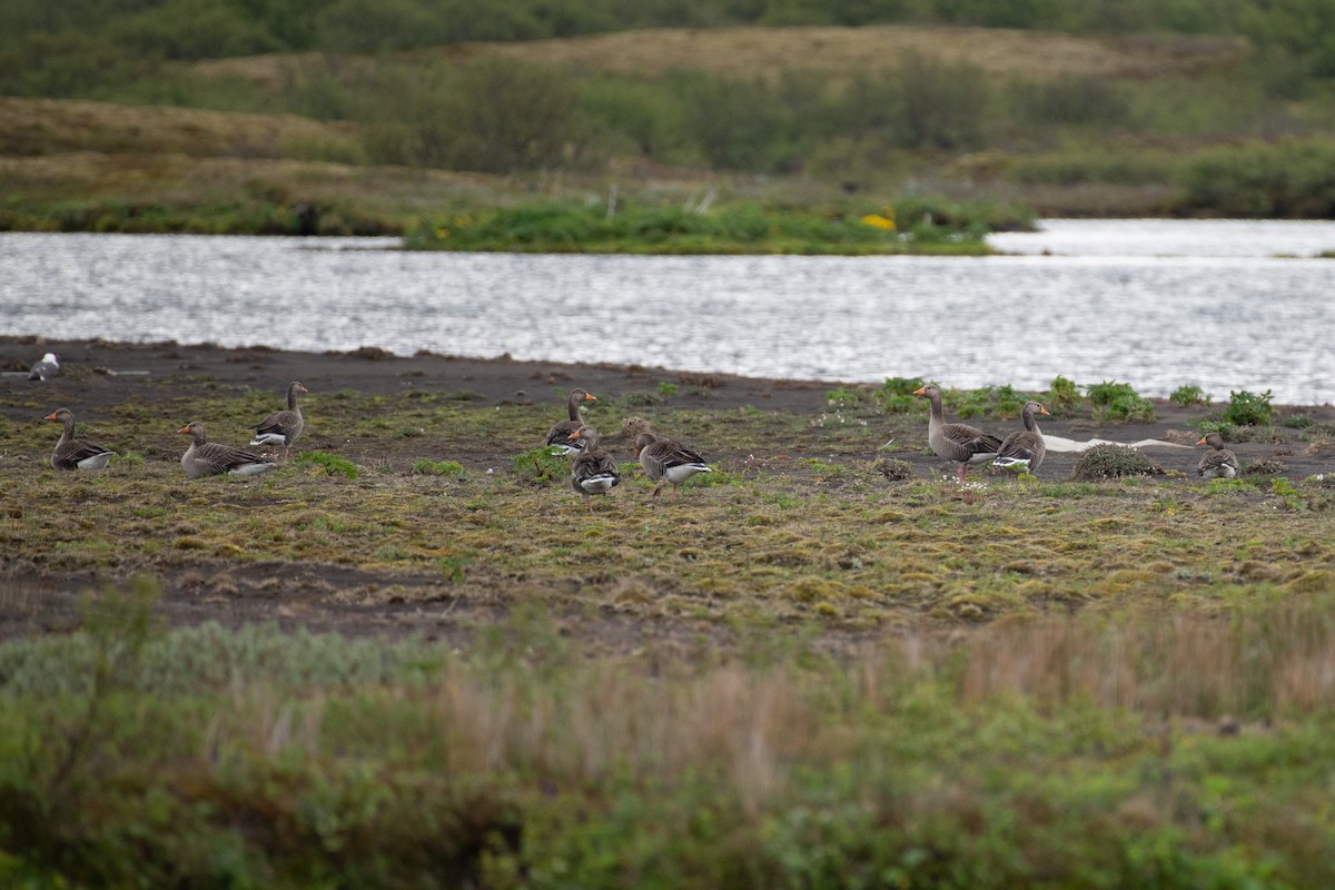 Graylag Goose - ML620737060