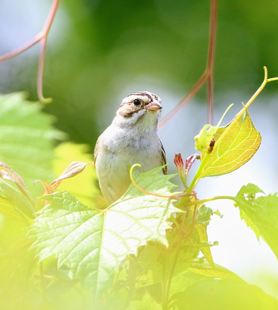 Clay-colored Sparrow - Phil Mills