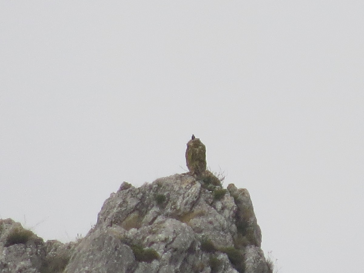 Blue Rock-Thrush - ML620737068