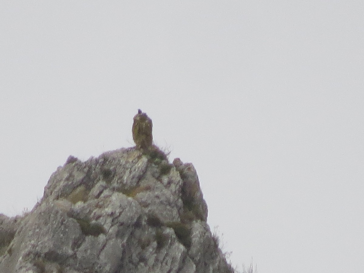 rock-thrush sp. - ML620737070