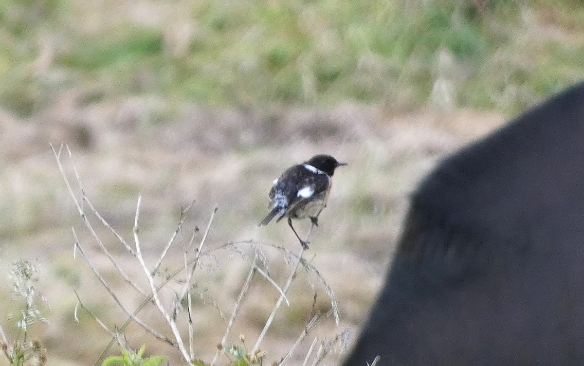 European Stonechat - ML620737074