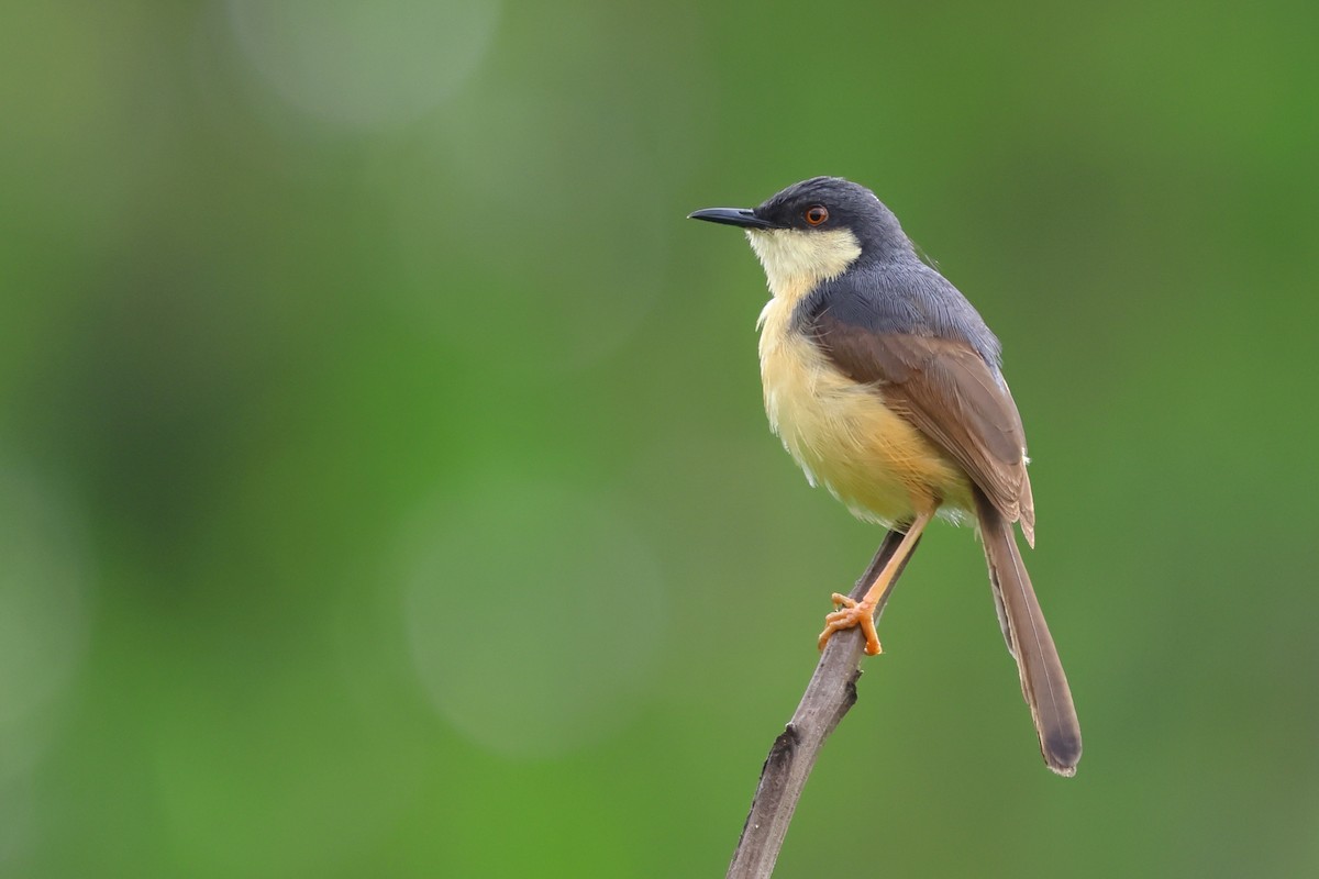 Ashy Prinia - ML620737078