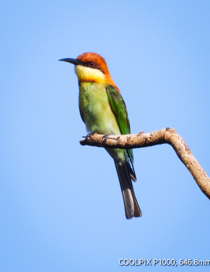 Chestnut-headed Bee-eater - ML620737079