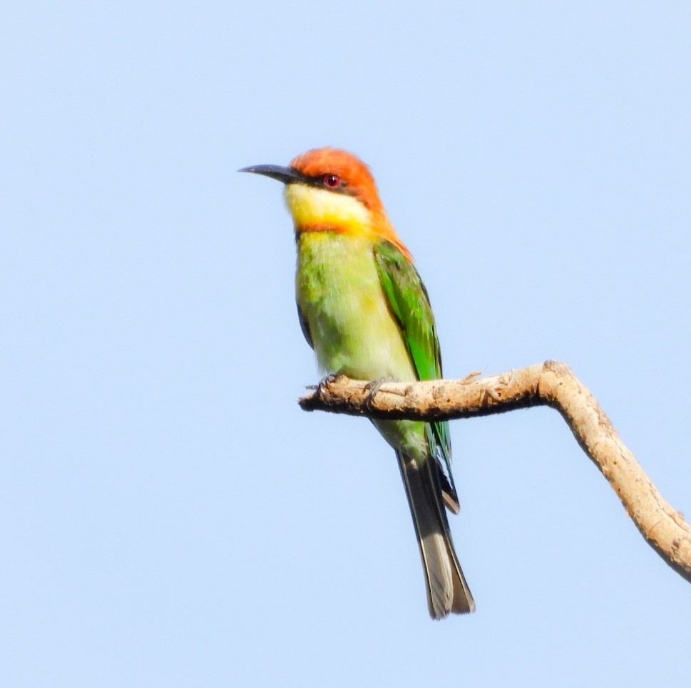 Chestnut-headed Bee-eater - ML620737080