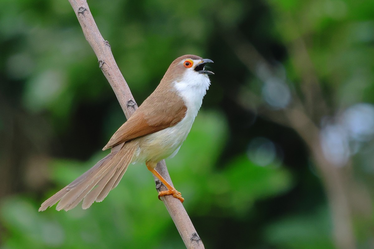 Yellow-eyed Babbler - ML620737083