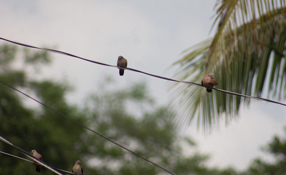 Ruddy Ground Dove - ML620737085