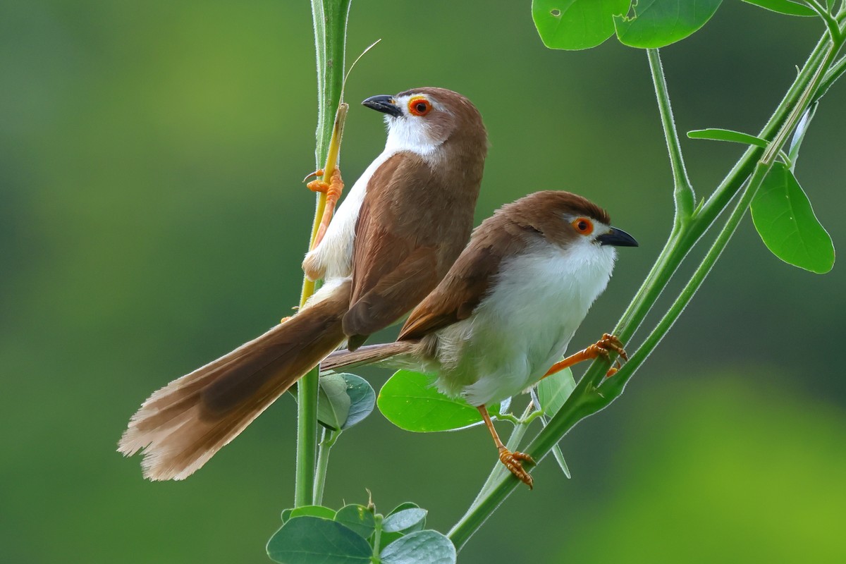 Yellow-eyed Babbler - Vikram S