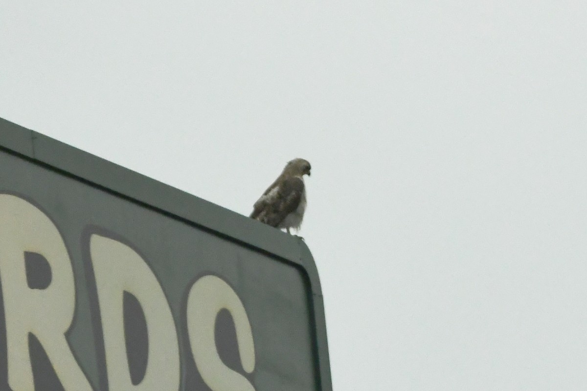 Red-tailed Hawk - ML620737088