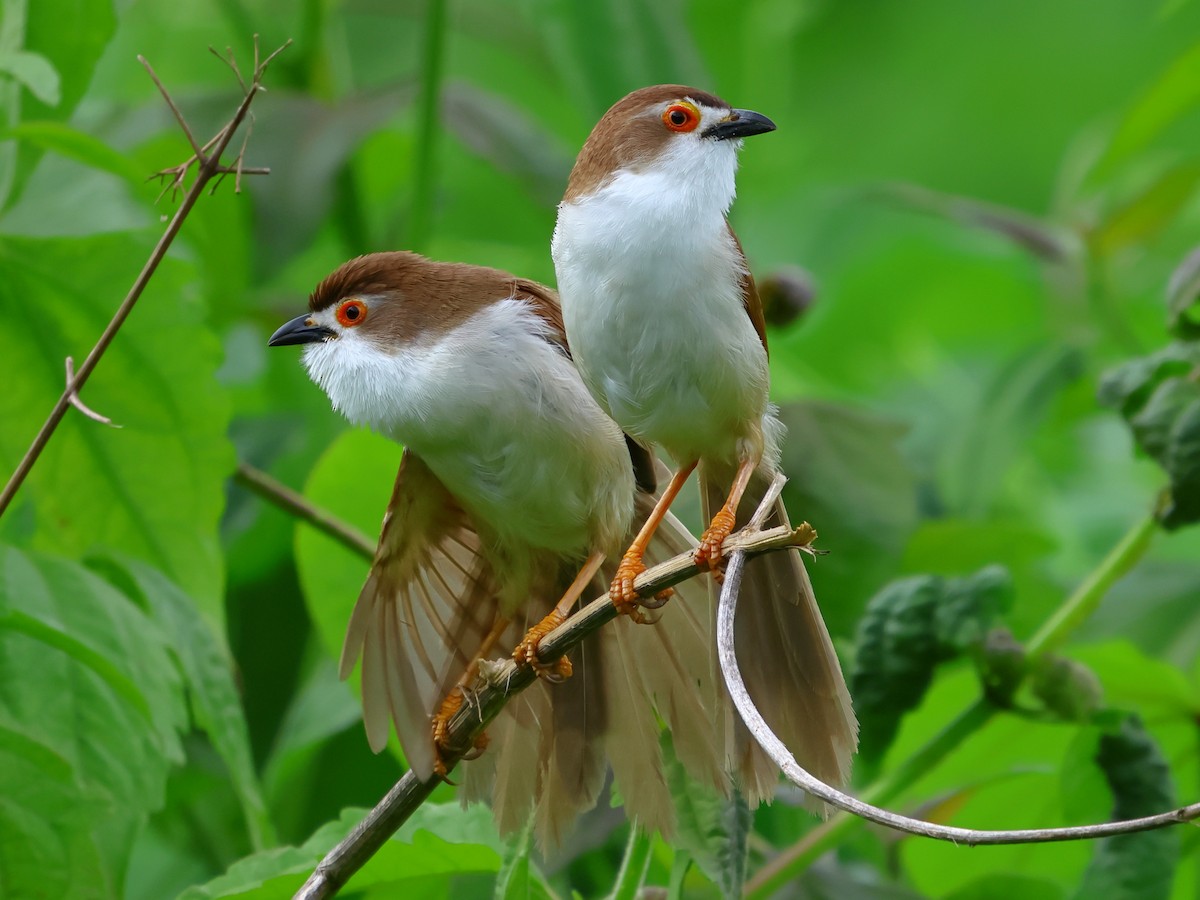 Yellow-eyed Babbler - ML620737089