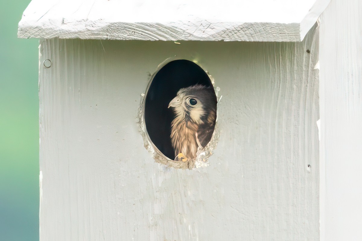 American Kestrel - ML620737096