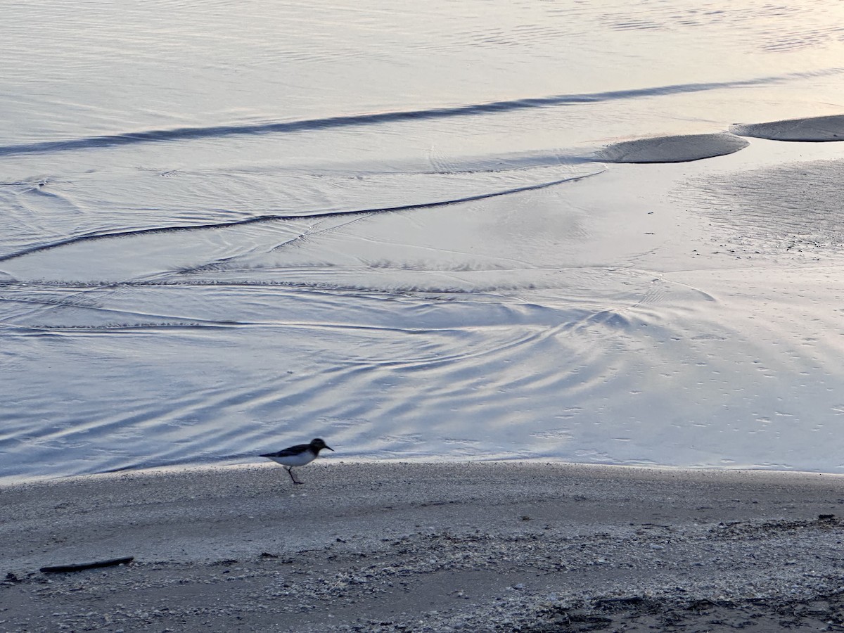 Гурвалж элсэг - ML620737101