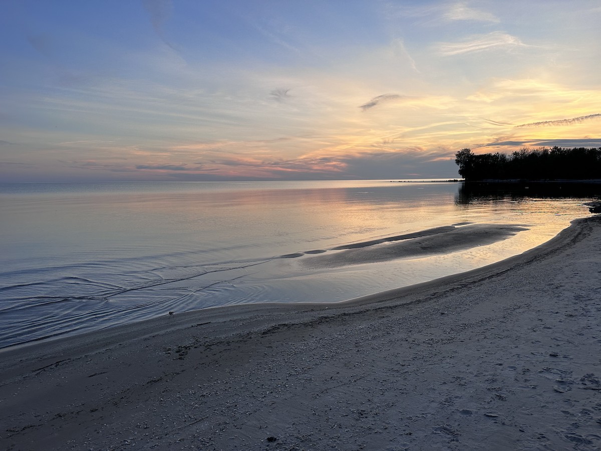 Гурвалж элсэг - ML620737102