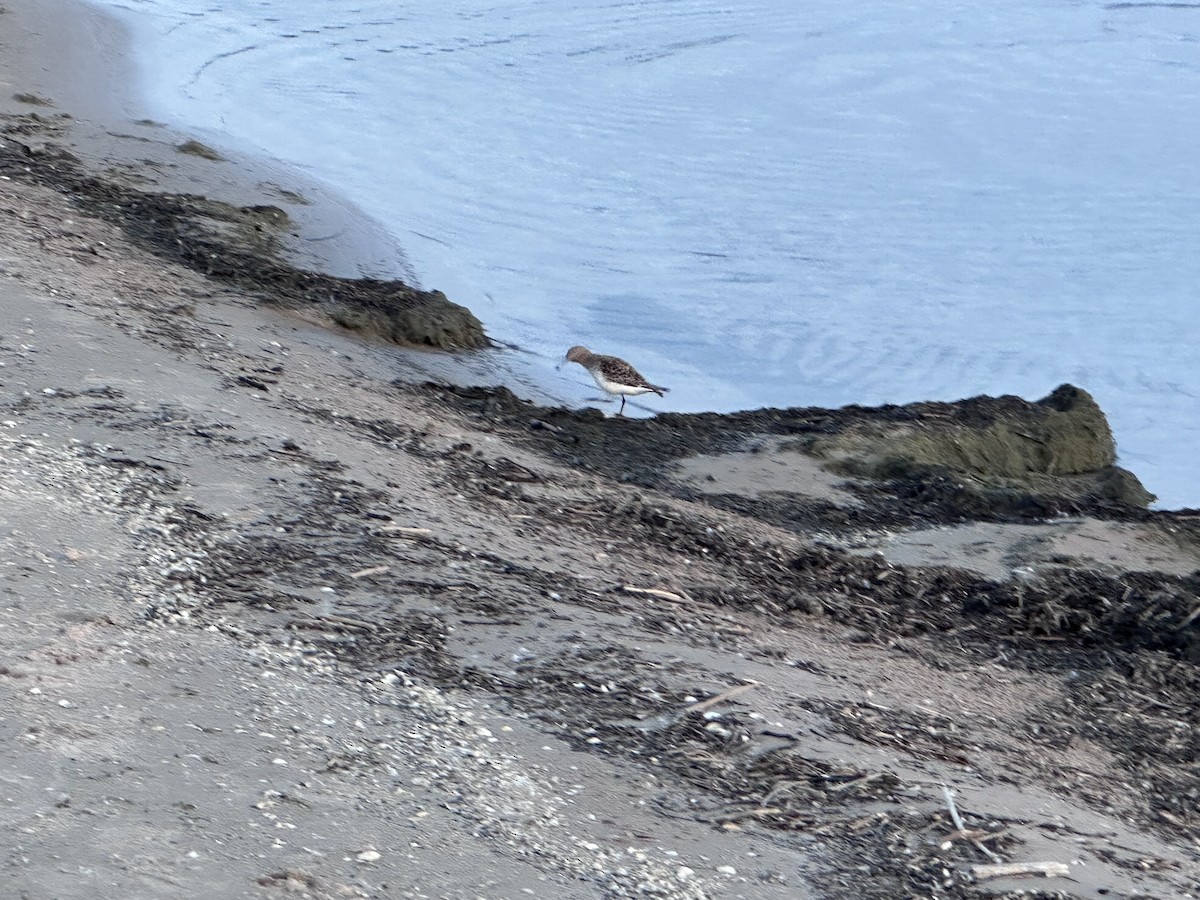 Гурвалж элсэг - ML620737103