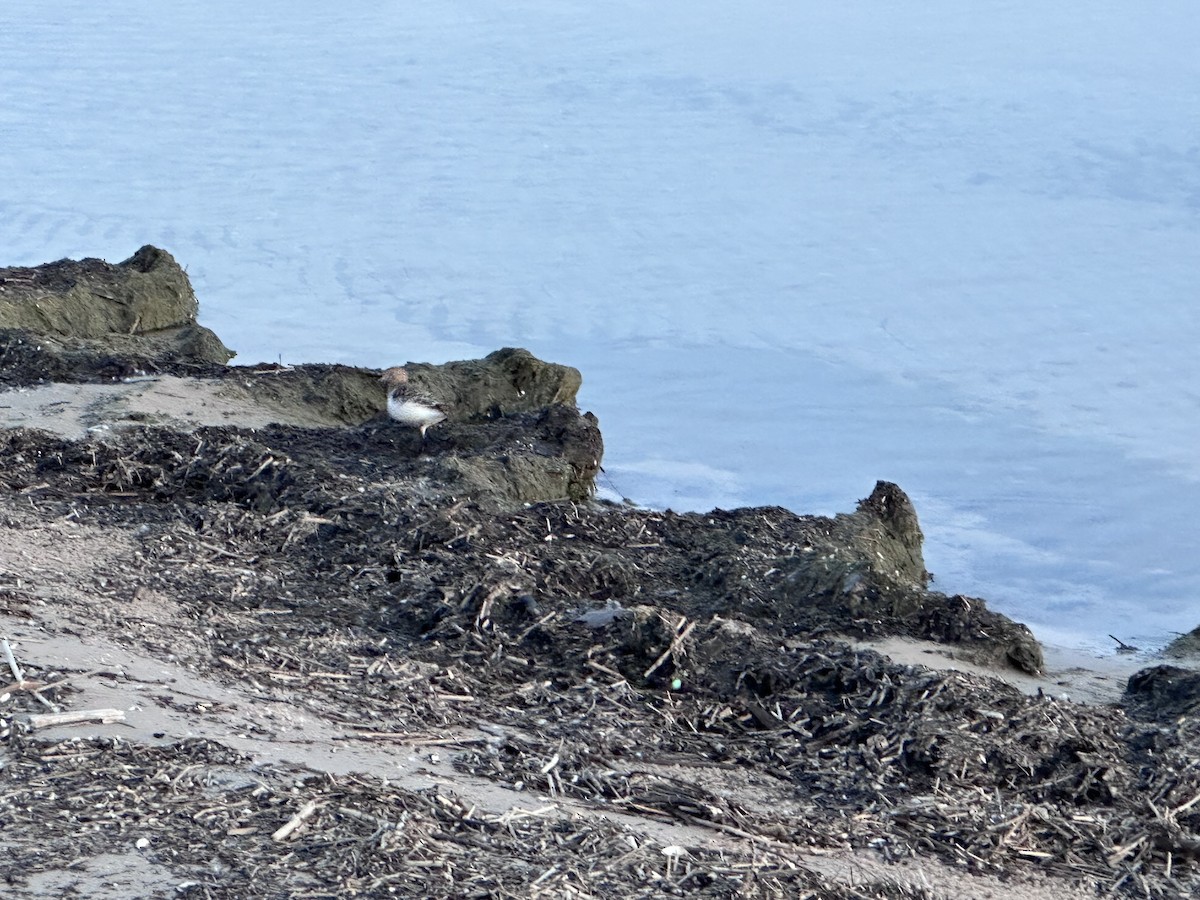 Гурвалж элсэг - ML620737104