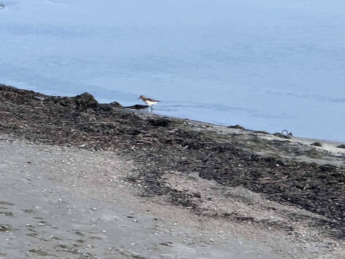 Гурвалж элсэг - ML620737105