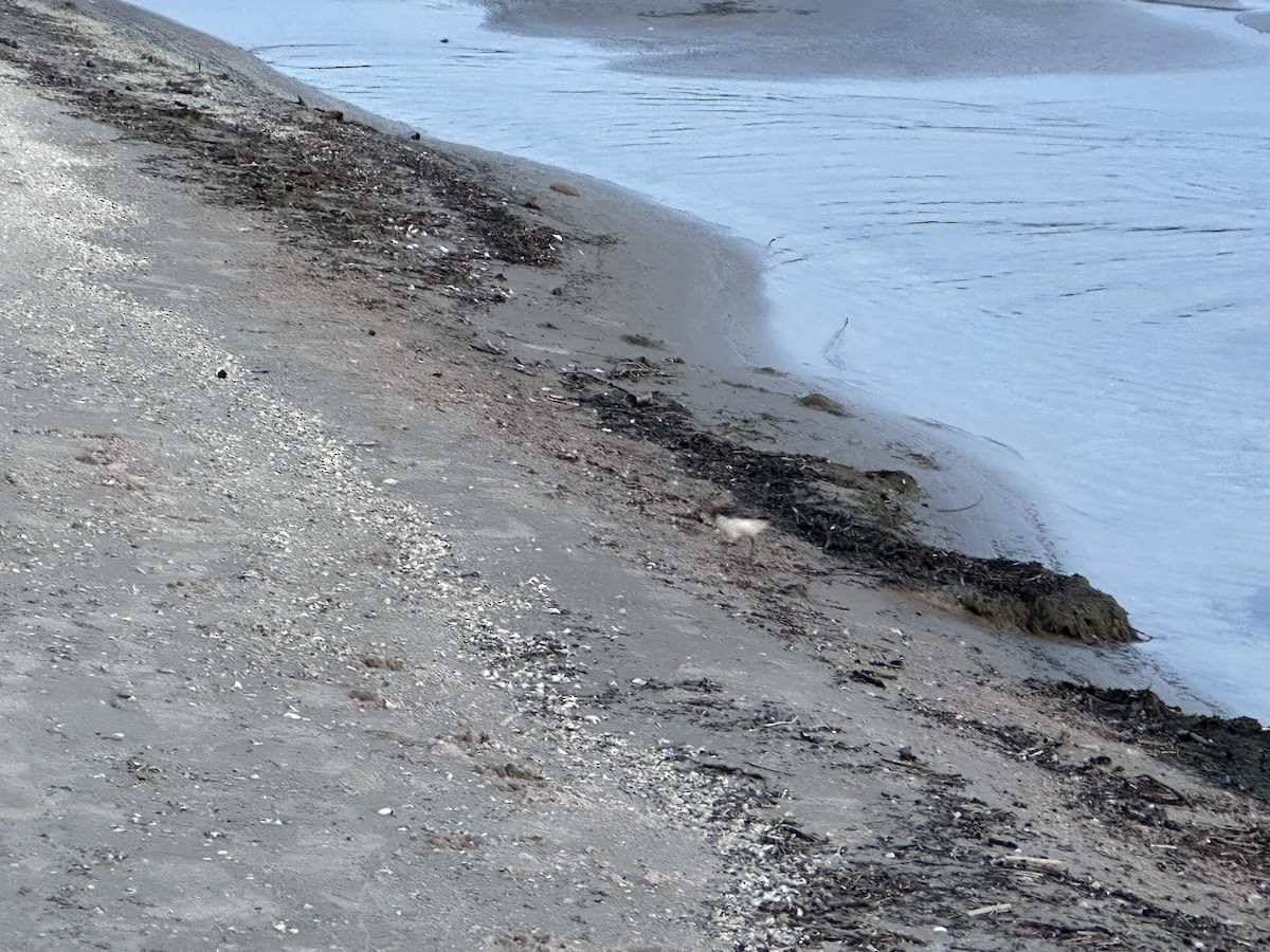 Гурвалж элсэг - ML620737106