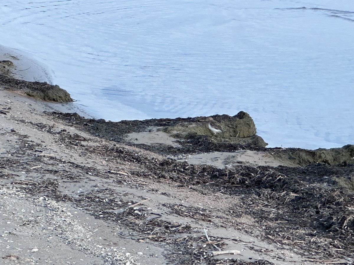 Гурвалж элсэг - ML620737107