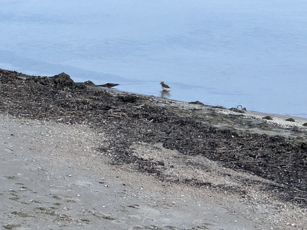 Гурвалж элсэг - ML620737108