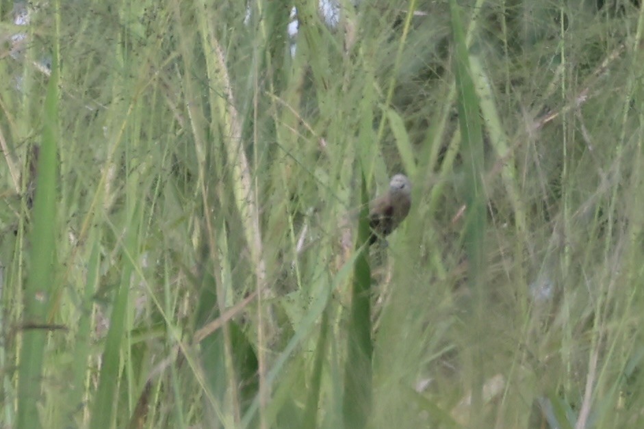 Gray-headed Munia - ML620737109