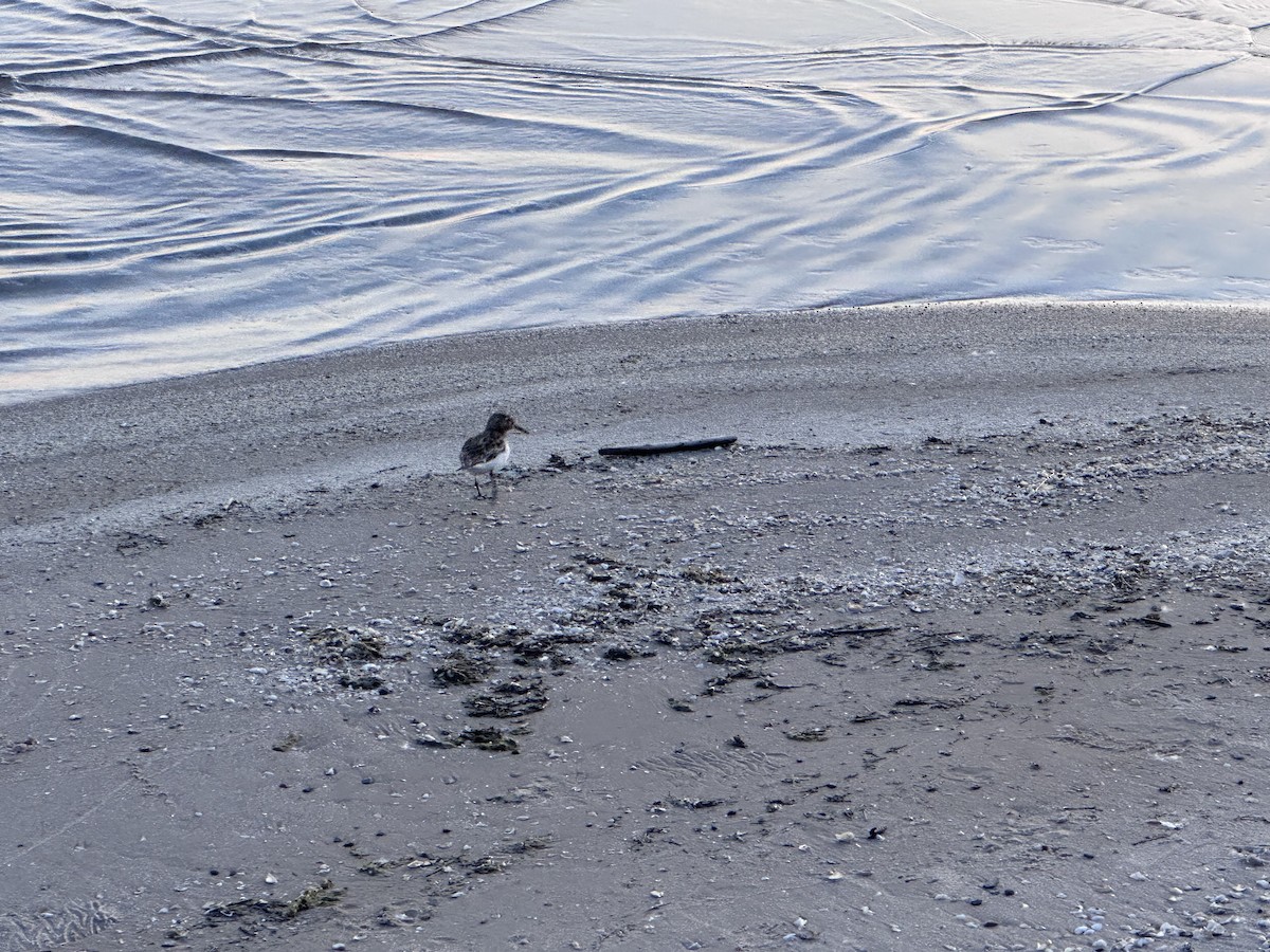 Гурвалж элсэг - ML620737111