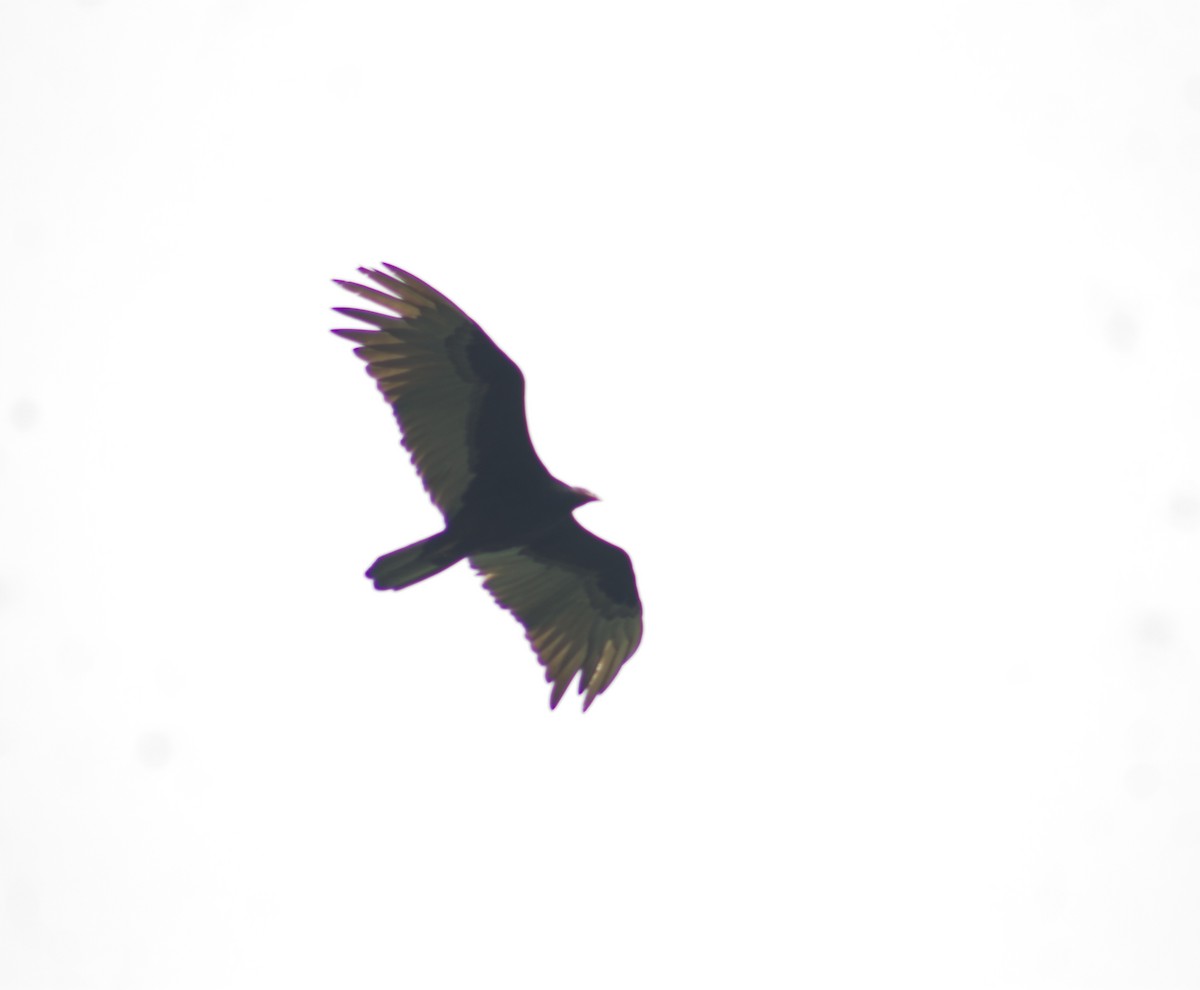Turkey Vulture - ML620737112