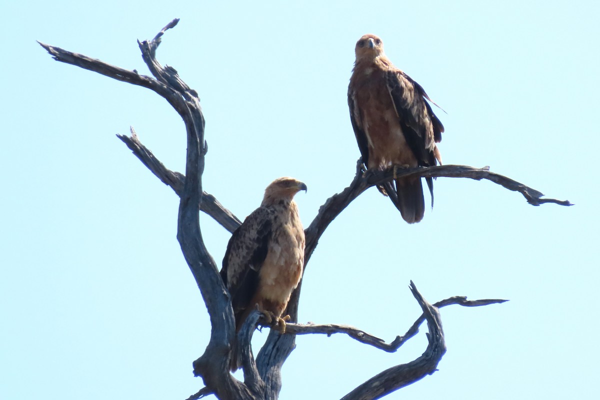 Tawny Eagle - ML620737116