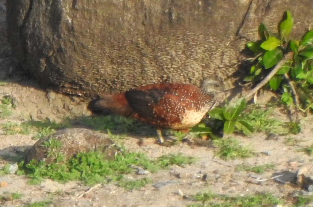 Painted Spurfowl - ML620737117