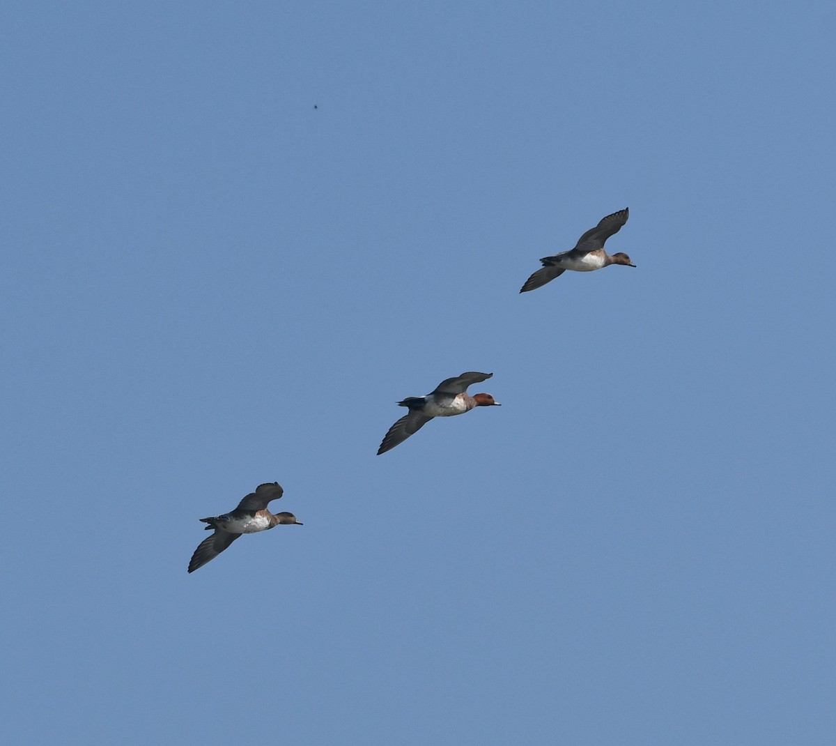 Eurasian Wigeon - ML620737119