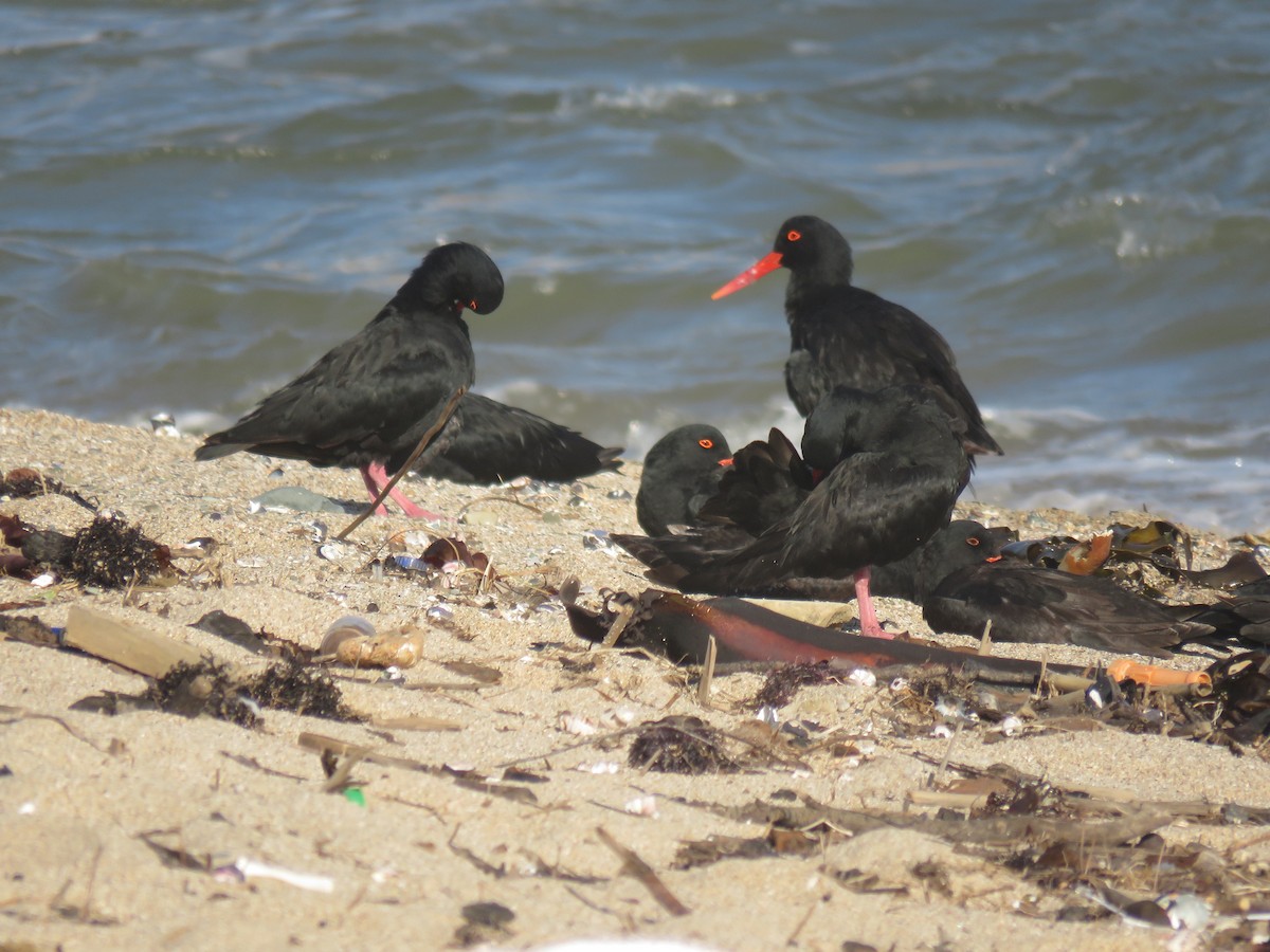 African Oystercatcher - ML620737124