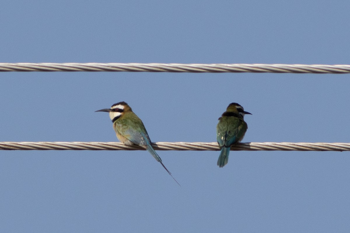 White-throated Bee-eater - ML620737130