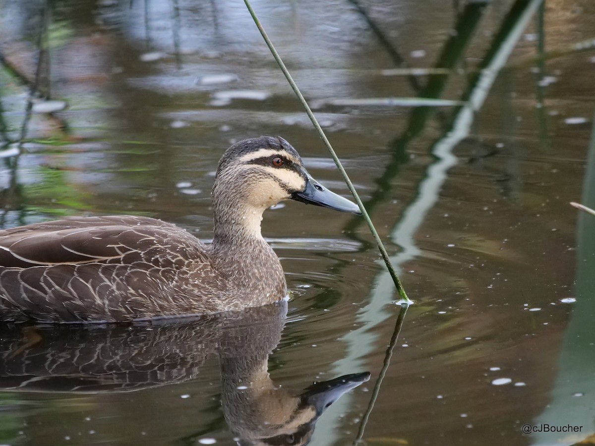 Canard à sourcils - ML620737131