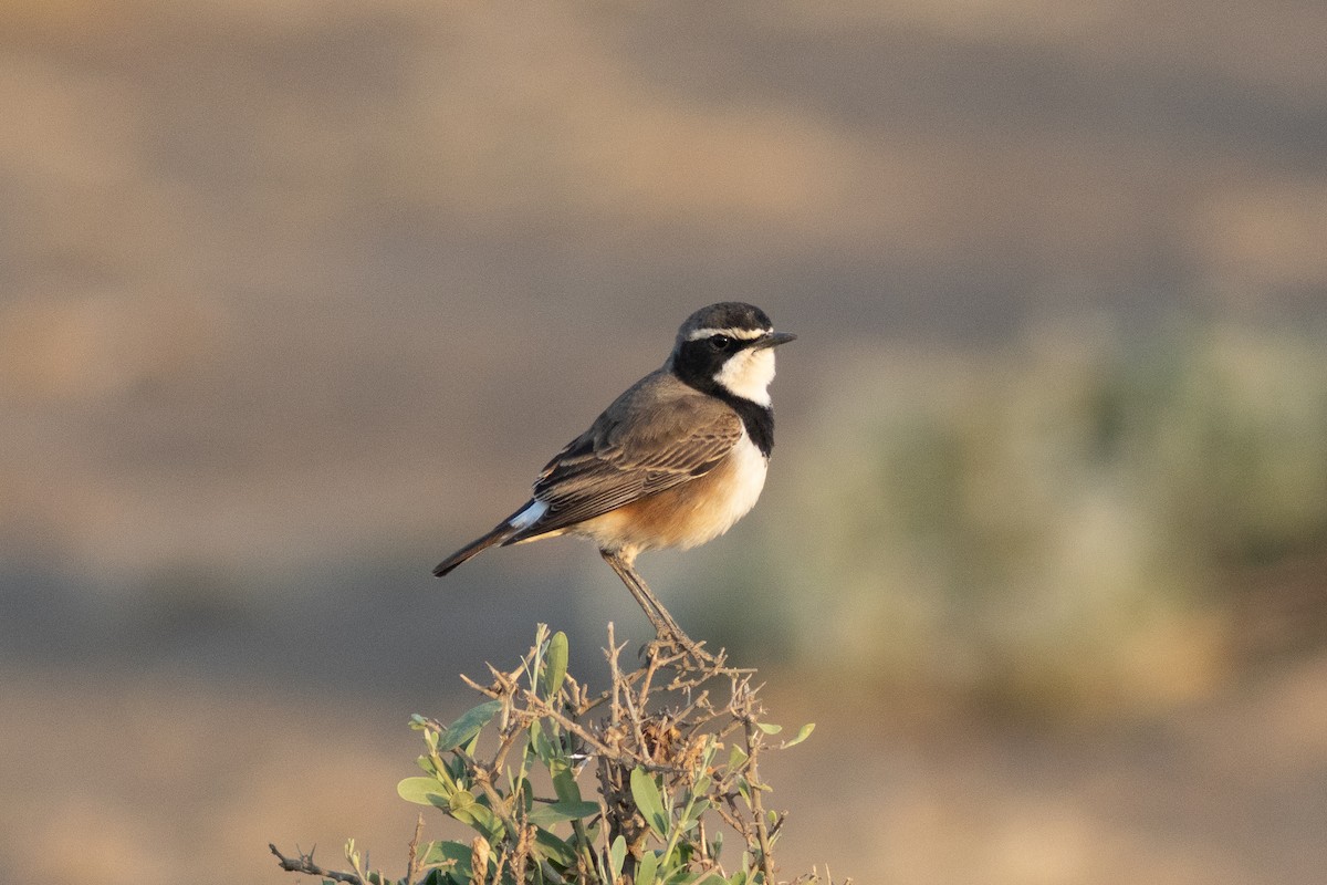 Capped Wheatear - Edward Jenkins