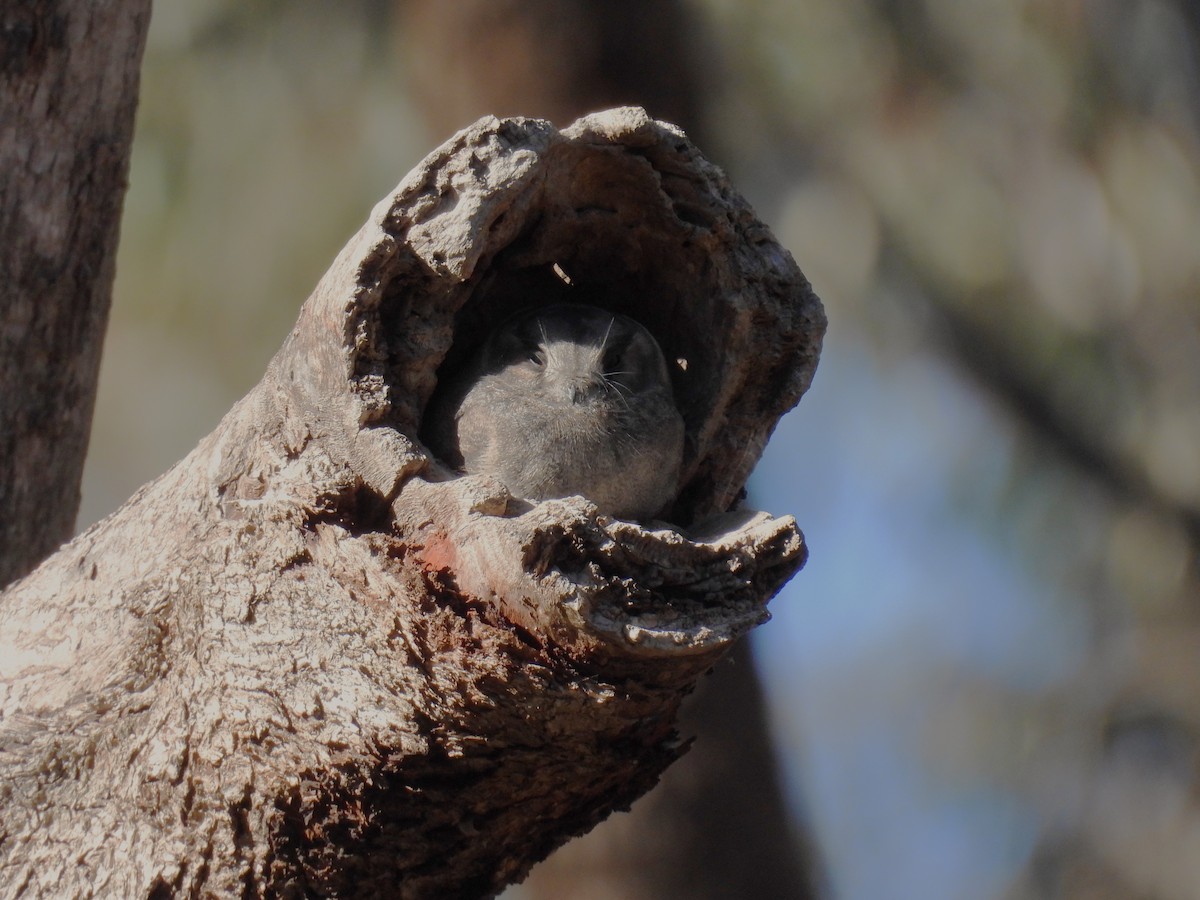 Australian Owlet-nightjar - ML620737136