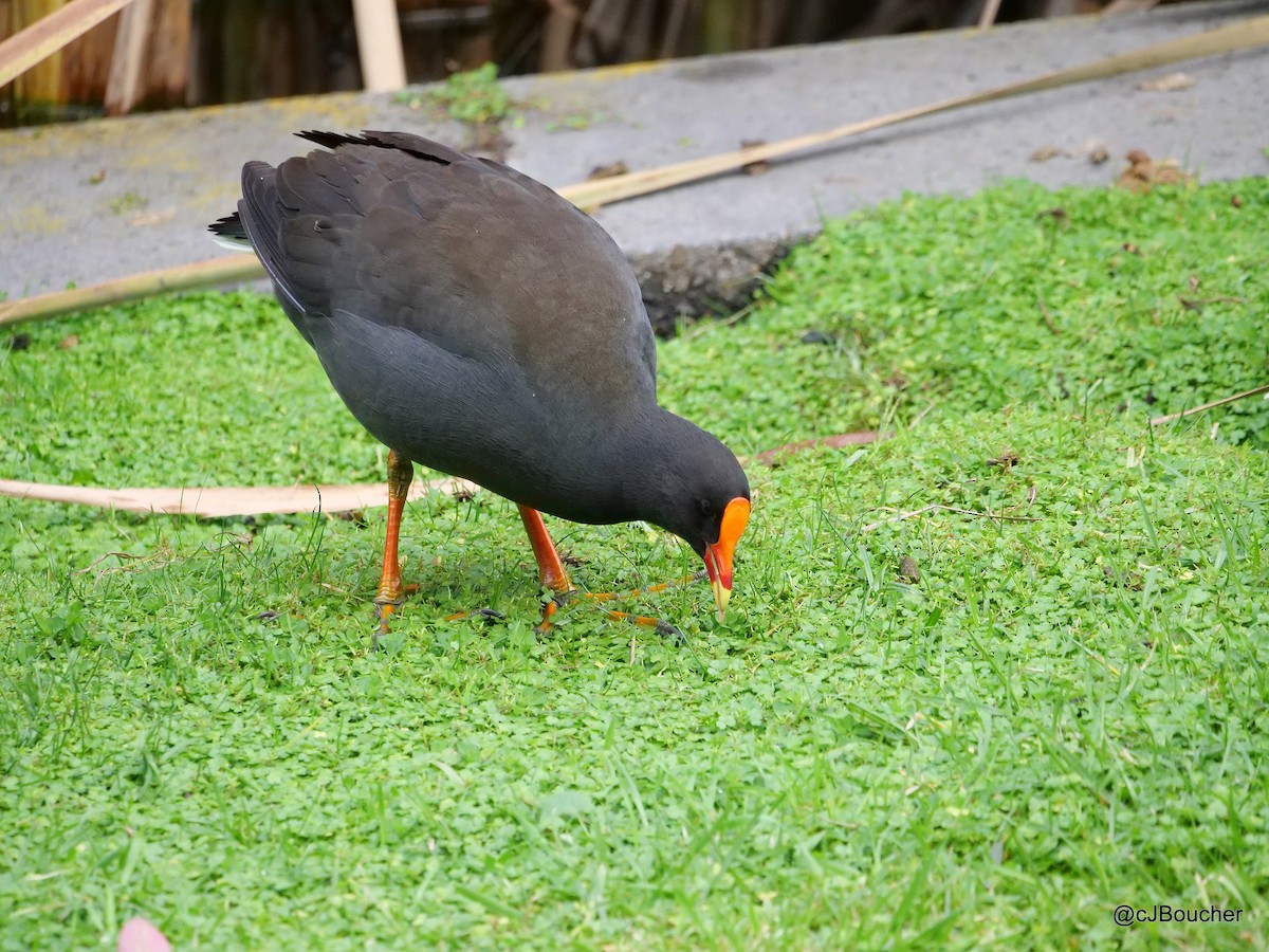 Gallinule sombre - ML620737137