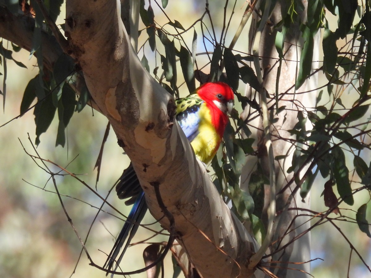 Eastern Rosella - Helen Erskine-Behr