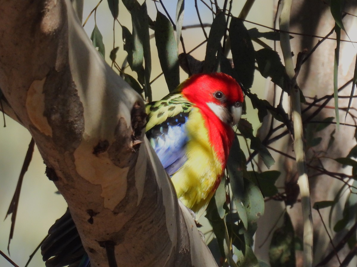 Eastern Rosella - ML620737145