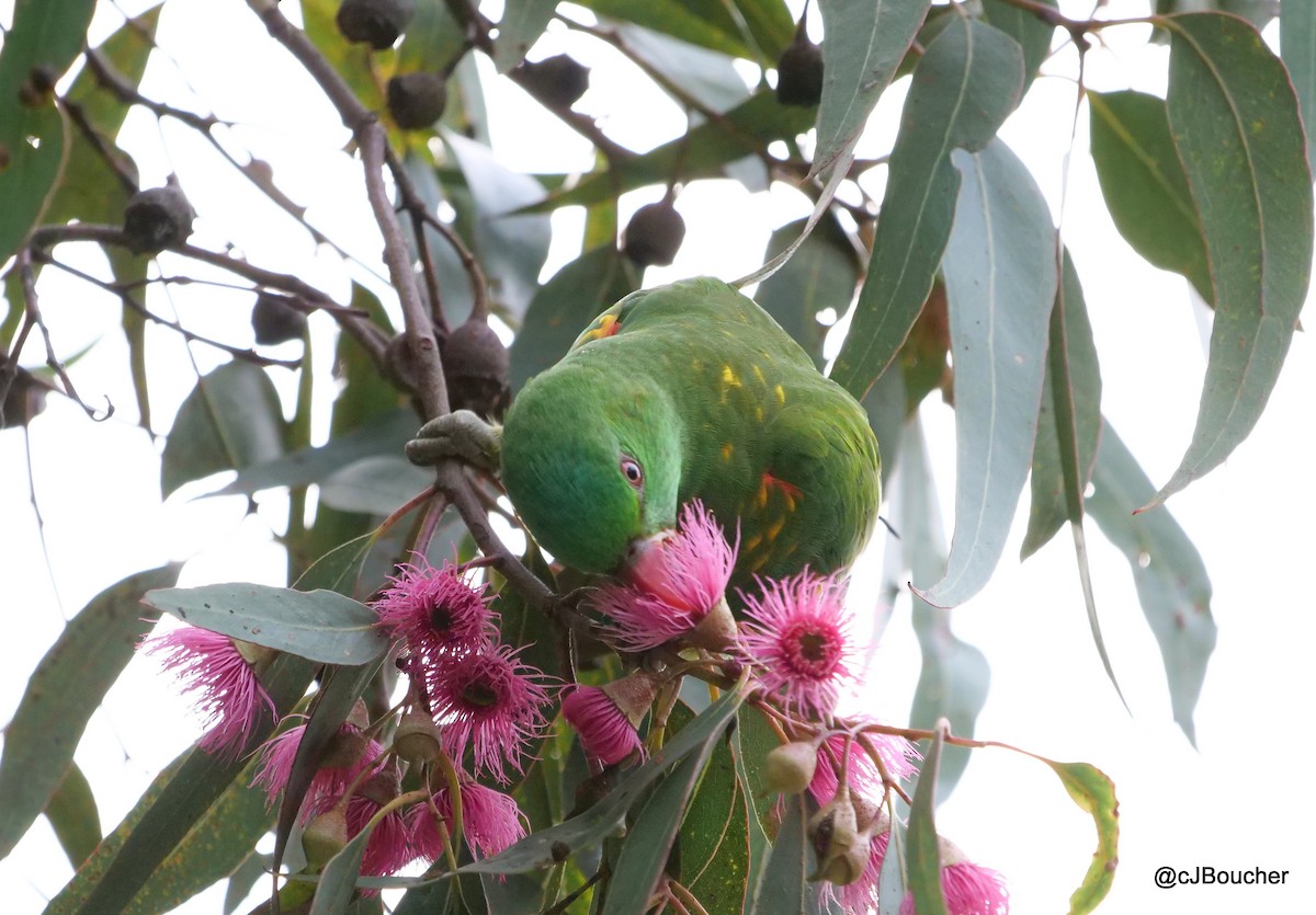 Scaly-breasted Lorikeet - ML620737147