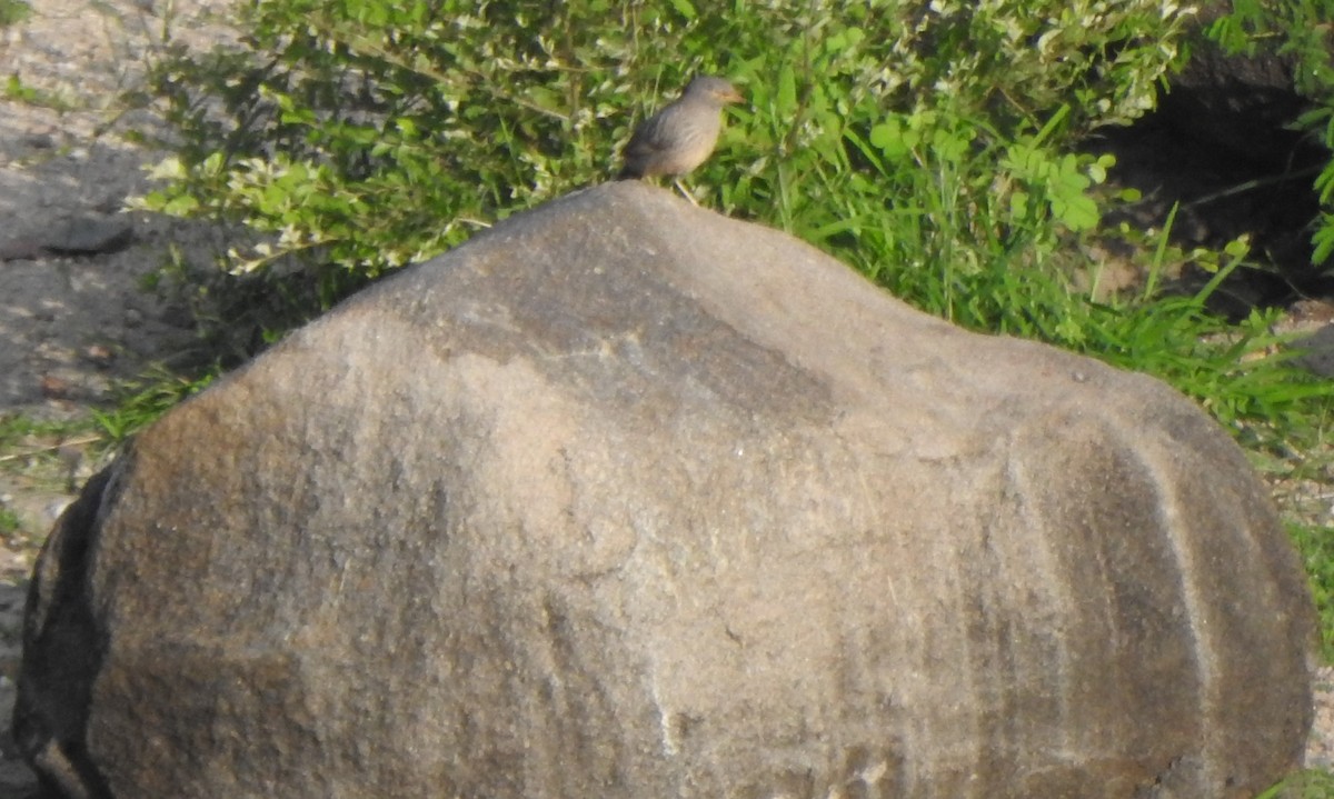 Jungle Babbler - ML620737160