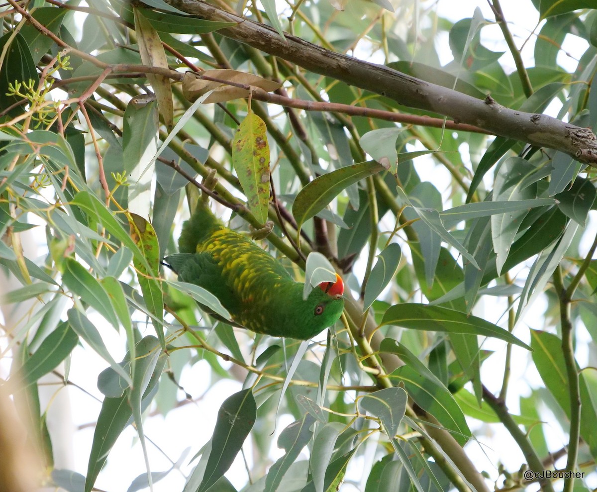 Scaly-breasted Lorikeet - ML620737161