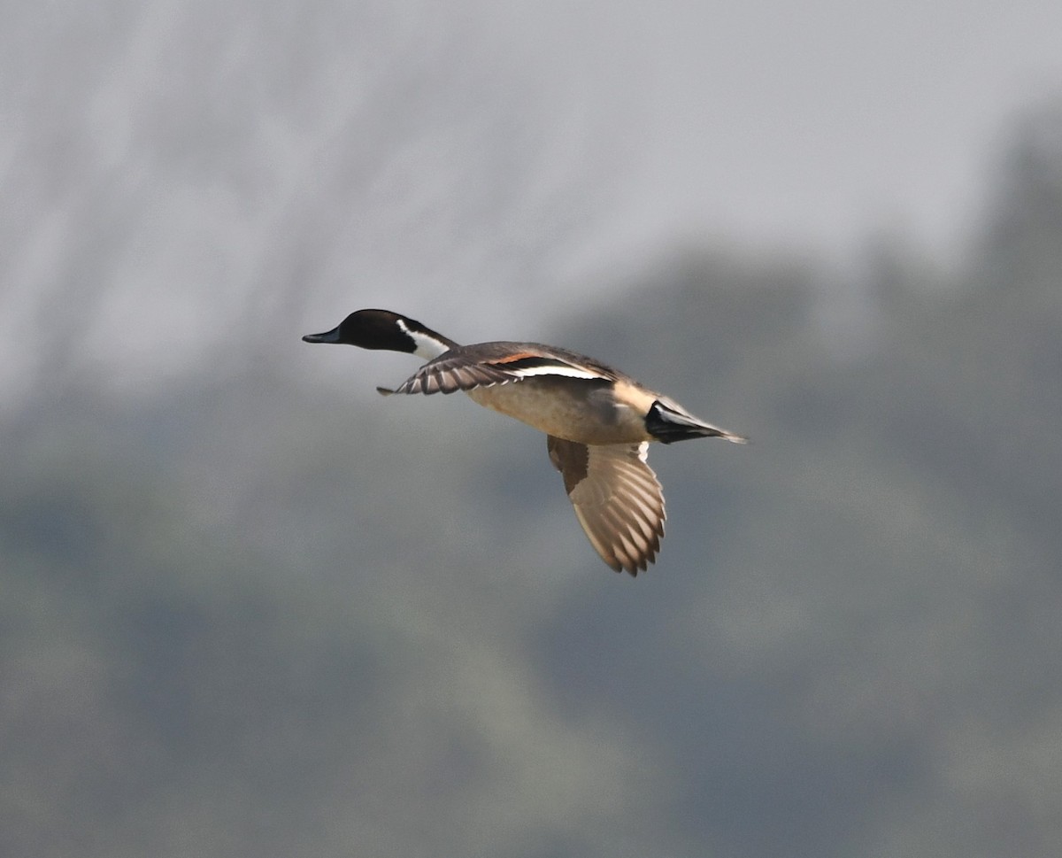 Northern Pintail - Aishwarya Vijayakumar