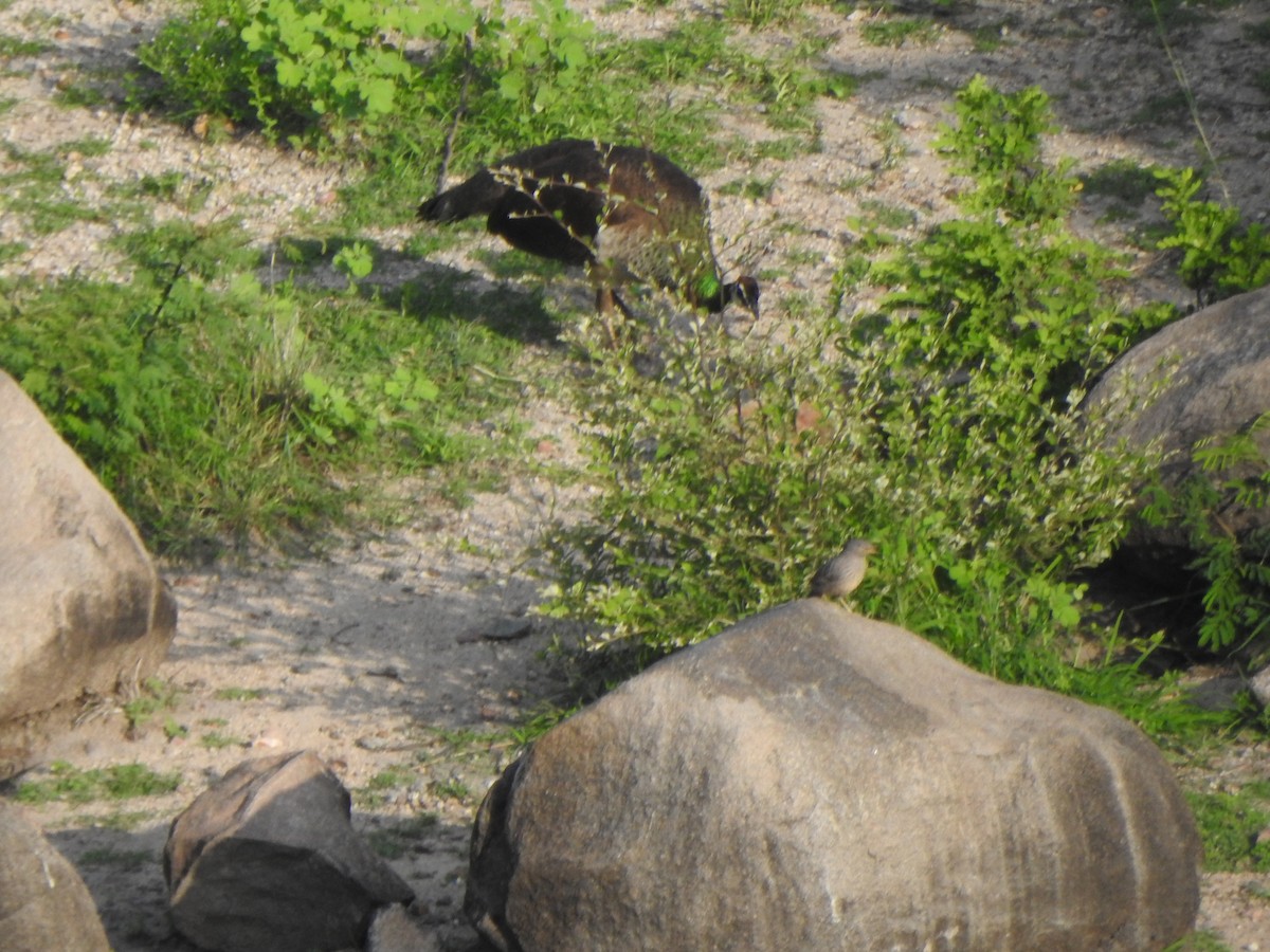 Jungle Babbler - ML620737163