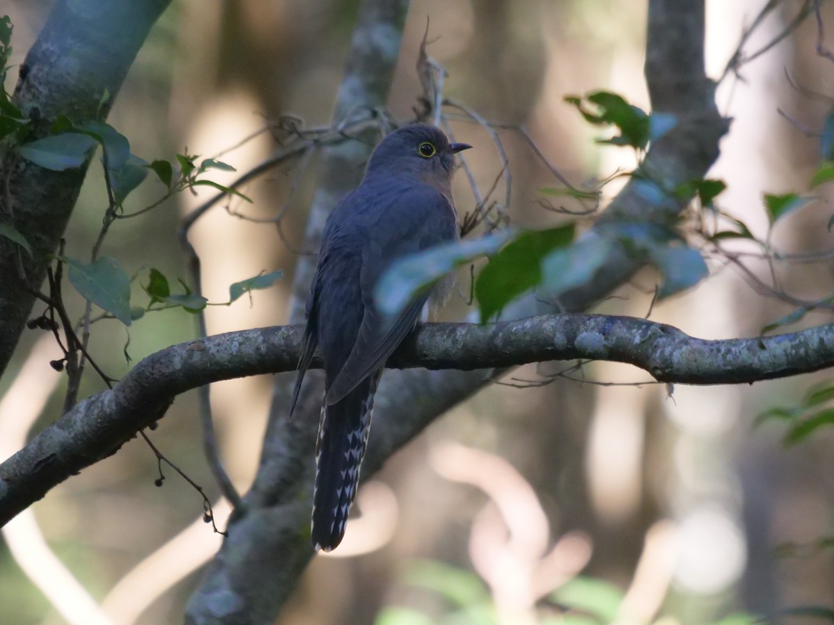 Fan-tailed Cuckoo - ML620737165