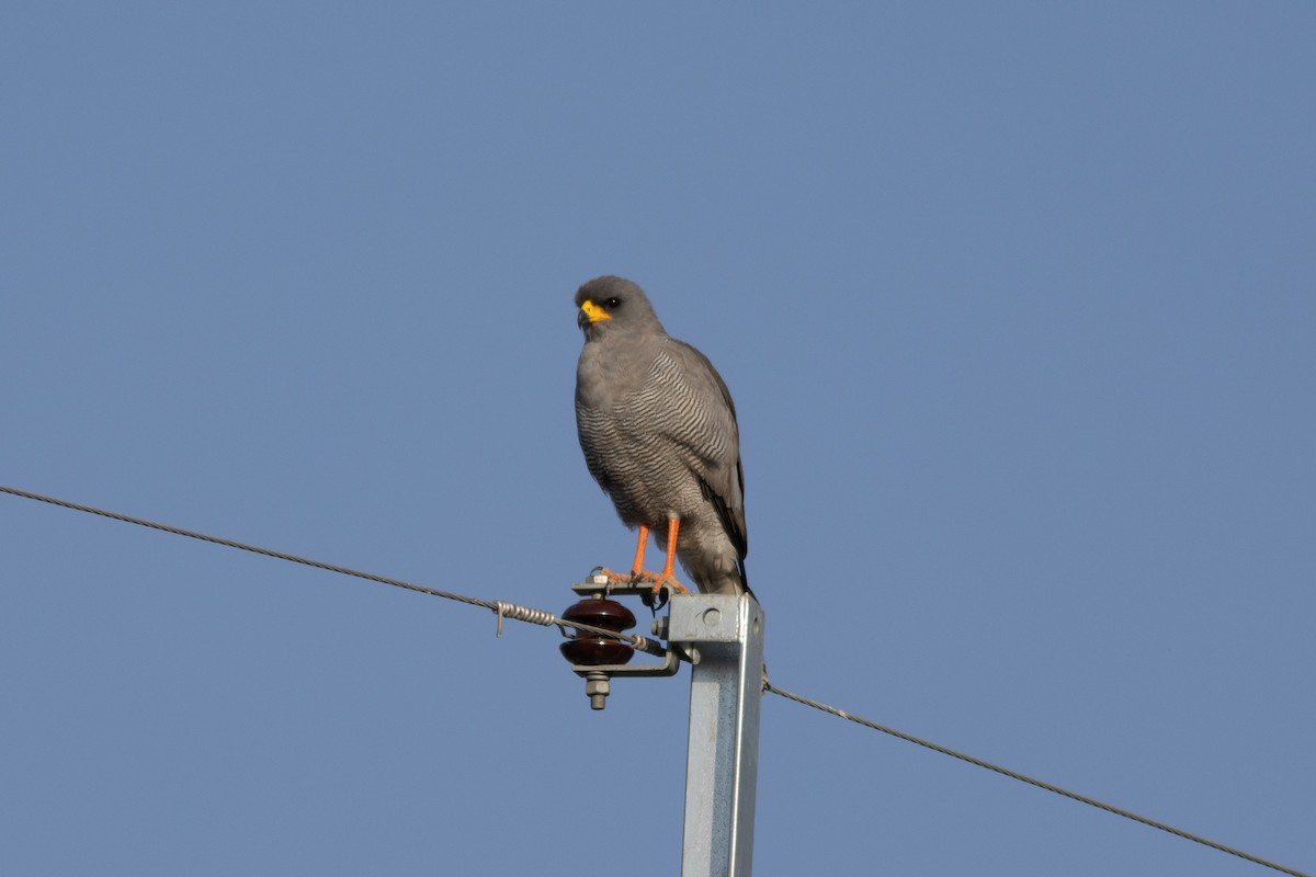 Eastern Chanting-Goshawk - ML620737171