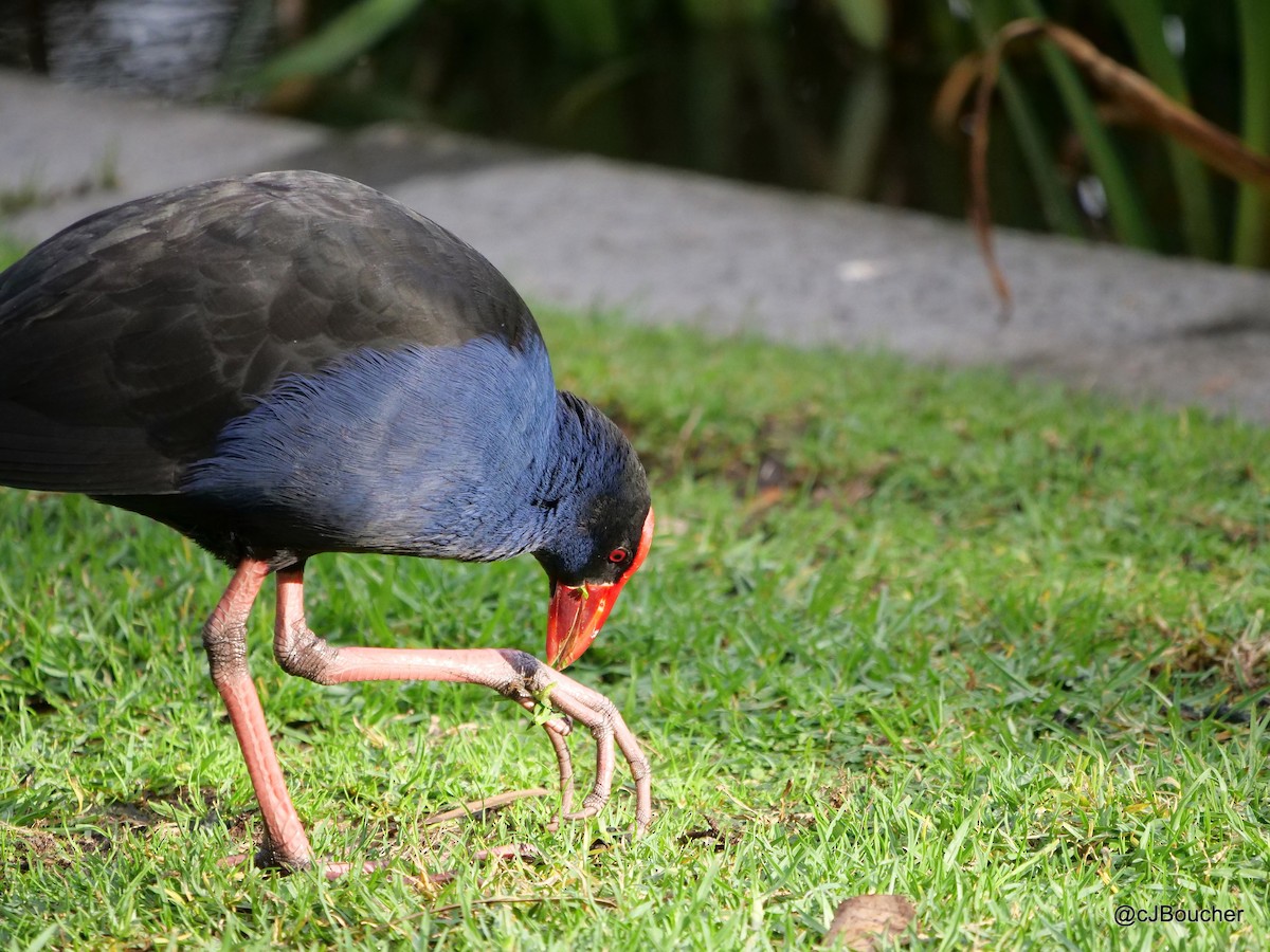 Australasian Swamphen - ML620737175