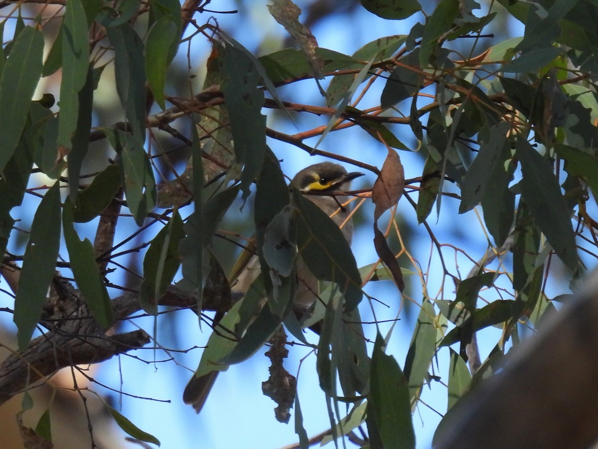 Yellow-faced Honeyeater - ML620737176