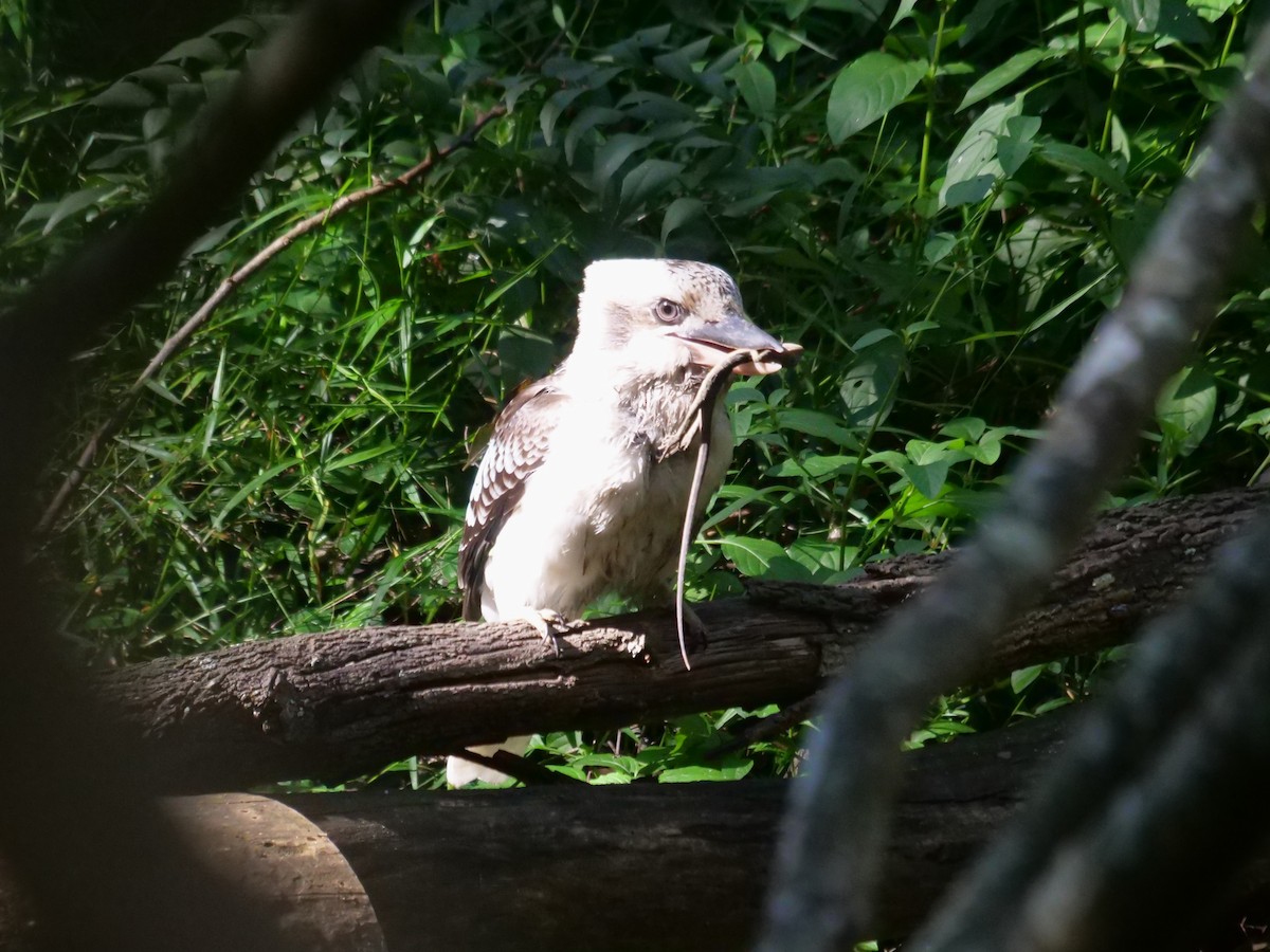 Laughing Kookaburra - ML620737181