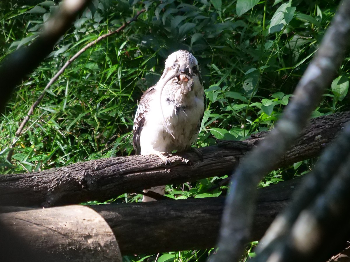 Laughing Kookaburra - ML620737182