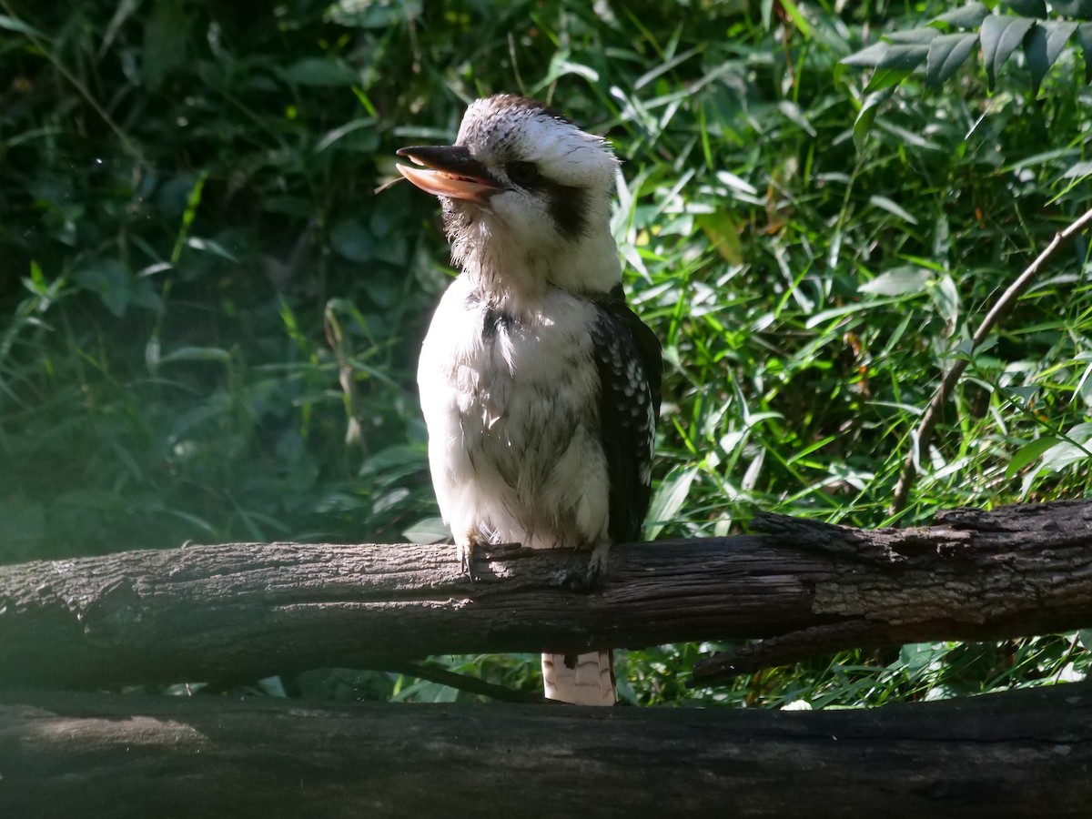 Laughing Kookaburra - Frank Coman