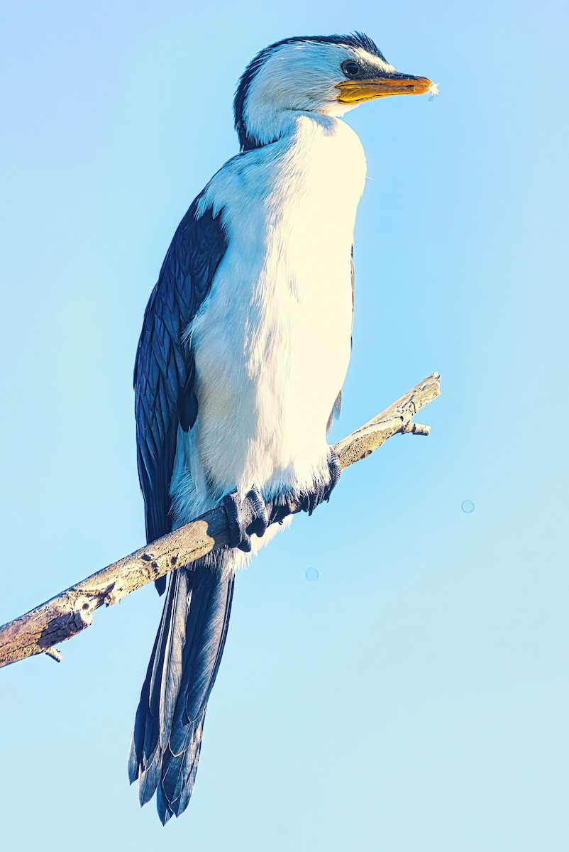 Little Pied Cormorant - ML620737187